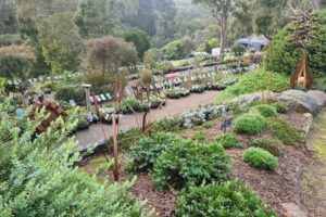 Austplant Nursery & Gardens