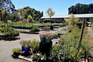 Australian Native Nursery