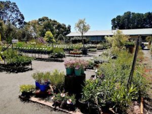 Australian Native Nursery
