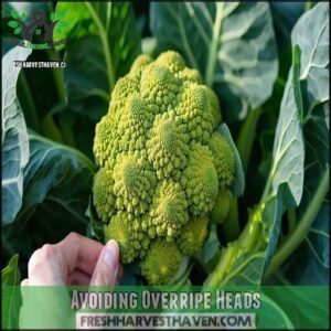 Avoiding Overripe Heads