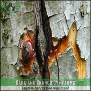 Bark and Branch Symptoms
