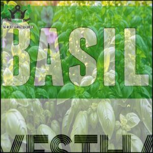 Basil