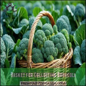 Basket for Collecting Broccoli