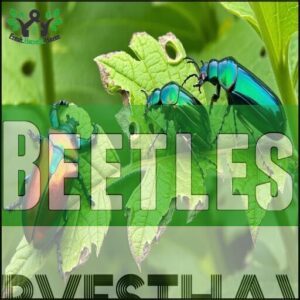 Beetles