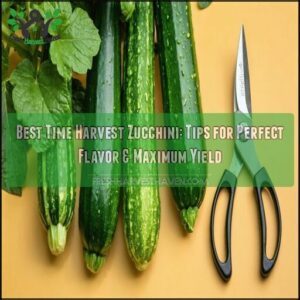 best time harvest zucchini