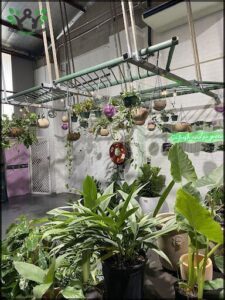 Botanicool