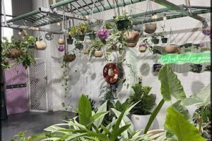 Botanicool