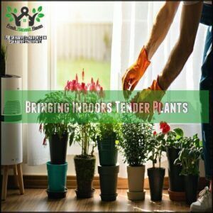 Bringing Indoors Tender Plants