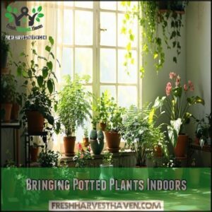Bringing Potted Plants Indoors