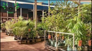 Bunnings Darwin