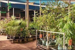 Bunnings Darwin