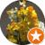 C v