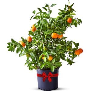 Calamondin Trees Live Plants Outdoor B07B1RQCP3