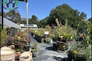 Canberra Nursery & Garden Centre