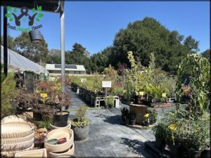 Canberra Nursery & Garden Centre