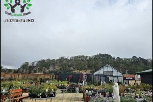 Cape View Nursery