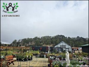 Cape View Nursery