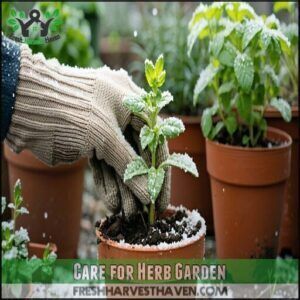 Care for Herb Garden