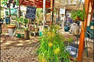 City Farm Nursery