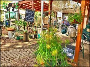City Farm Nursery