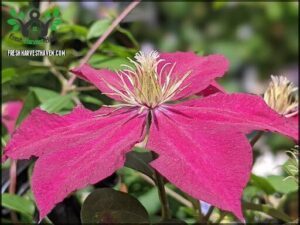 Clematis