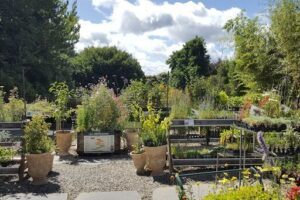 Cloudehill Garden & Nursery