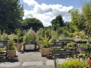 Cloudehill Garden & Nursery