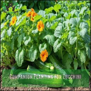 Companion Planting for Zucchini