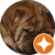 Coolocoy