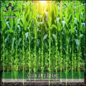 Corn and Beans