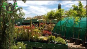 Cost Less Plants and Fodder