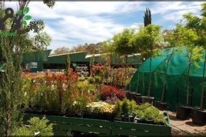 Cost Less Plants and Fodder
