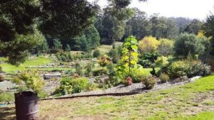 CRAWLEIGHWOOD GARDEN & NURSERY