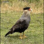 Crazy haircut bird