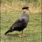 Crazy haircut bird
