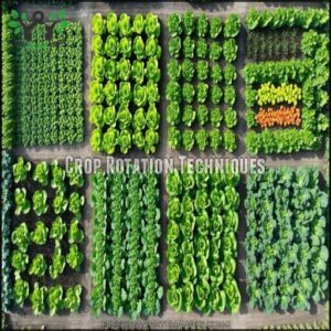 Crop Rotation Techniques