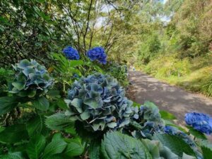 Dandenong Ranges Botanic Garden