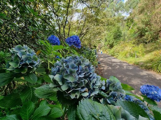 Dandenong Ranges Botanic Garden