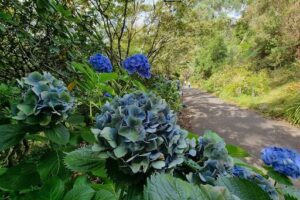Dandenong Ranges Botanic Garden