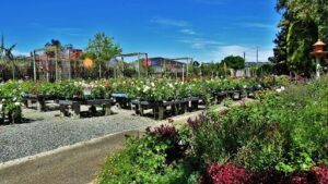 Dawsons Garden World