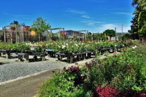 Dawsons Garden World