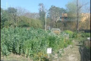 Departamento Agronomía. Dirección de Espacios Verdes.Municipalidad de Córdoba