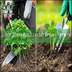 Divide Perennials Before Spring Growth