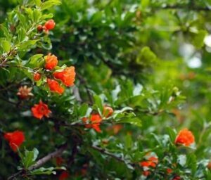 Dwarf Pomegranate (Punica Granatum Nana) B0C98KZQBC