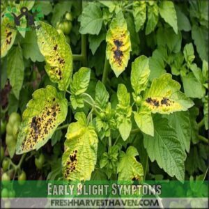Early Blight Symptoms