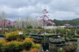 Emerald Gardens Nursery