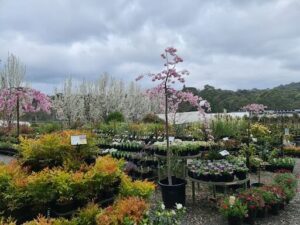 Emerald Gardens Nursery