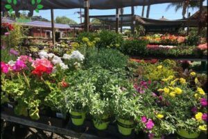 Far West Nursery