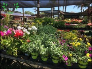 Far West Nursery