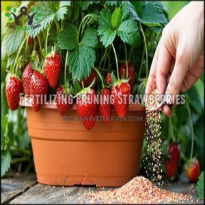 Fertilizing Pruning Strawberries